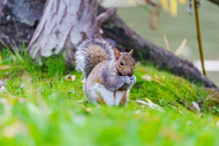 taste of the wild feeding guide